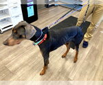 Small #2 Doberman Pinscher