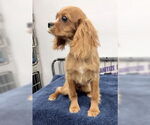 Small #4 Cavalier King Charles Spaniel
