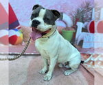 Small American Bulldog Mix