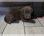 Small #2 Labrador Retriever