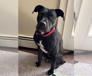 Labrador Retriever-Unknown Mix Dogs for adoption in Doylestown, PA, USA