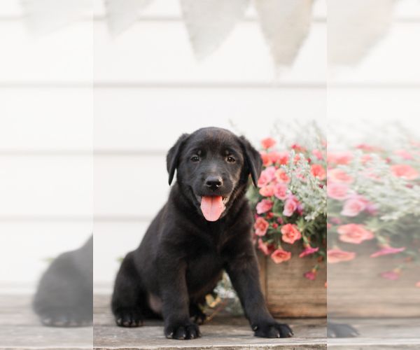 Medium Photo #3 Golden Labrador-Labrador Retriever Mix Puppy For Sale in SAINT JOHNSVILLE, NY, USA