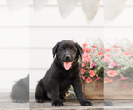 Small #2 Golden Labrador-Labrador Retriever Mix