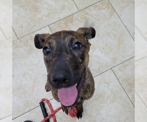 Catahoula Leopard Dog Dogs for adoption in Galveston, TX, USA