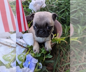 Pug Puppy for Sale in LYNDON CENTER, Vermont USA