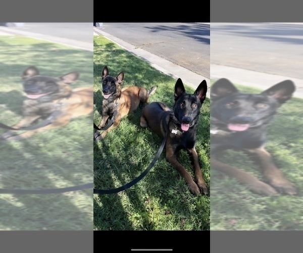 Medium Photo #6 Belgian Malinois Puppy For Sale in LOS ANGELES, CA, USA