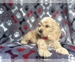 Small #2 Cocker Spaniel