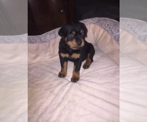 Rottweiler Puppy for sale in BELLEVILLE, IL, USA
