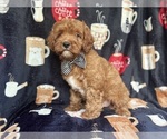 Small #3 Cavapoo
