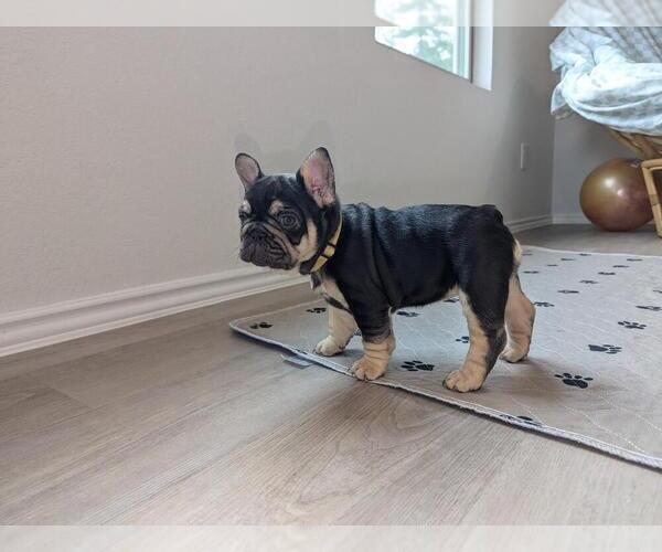 Medium Photo #10 French Bulldog Puppy For Sale in CONROE, TX, USA