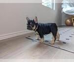 Small Photo #10 French Bulldog Puppy For Sale in CONROE, TX, USA