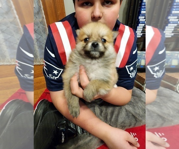 Medium Photo #2 Pomeranian Puppy For Sale in MIDDLEBORO, MA, USA