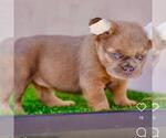 Small Photo #9 French Bulldog Puppy For Sale in CHICAGO, IL, USA