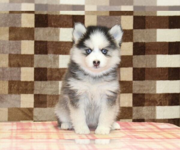Medium Photo #3 Pomsky Puppy For Sale in DENVER, PA, USA