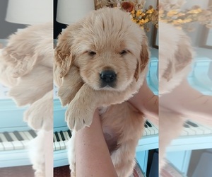 Golden Retriever Puppy for Sale in AUSTIN, Texas USA