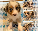 Image preview for Ad Listing. Nickname: Blue Merle male