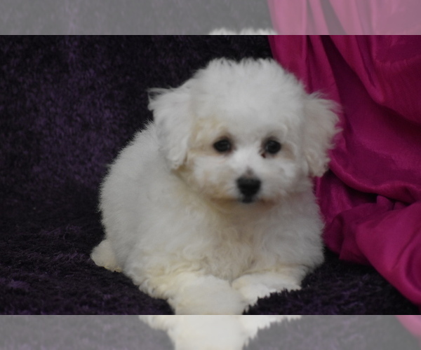 Medium Photo #3 Bichon Frise Puppy For Sale in ELDORADO, OH, USA