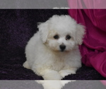 Small #2 Bichon Frise