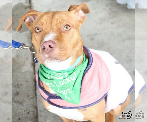 Medium Photo #7 Labrador Retriever-Unknown Mix Puppy For Sale in Washington, DC, USA