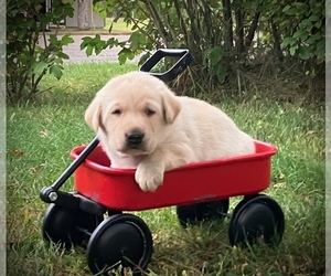 Labrador Retriever Puppy for sale in AUGUSTA, WI, USA