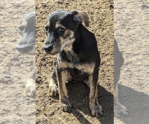 Medium Photo #11 Mutt Puppy For Sale in Munford, TN, USA