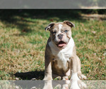 Small Photo #1 Olde English Bulldogge Puppy For Sale in OVERLAND, KS, USA