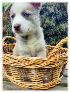 Medium Photo #1 Siberian Husky-Staffordshire Bull Terrier Mix Puppy For Sale in PORTLAND, OR, USA