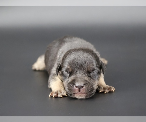 Medium Photo #1 American Bully Puppy For Sale in CHAMPAIGN, IL, USA