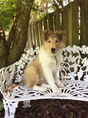 Collie Puppy for sale in HEPPNER, OR, USA