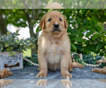 Puppy Logan Golden Retriever