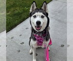 Small Photo #6 Siberian Husky Puppy For Sale in Fargo, ND, USA