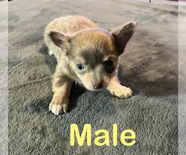 Medium Photo #4 Chorkie Puppy For Sale in MERCER, IL, USA