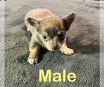 Small Photo #4 Chorkie Puppy For Sale in MERCER, IL, USA