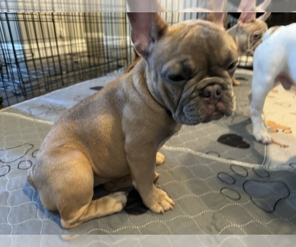 Medium Photo #7 French Bulldog Puppy For Sale in OAKDALE, CA, USA