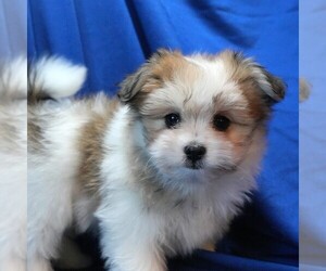 Maltipom Puppy for sale in ROCK VALLEY, IA, USA