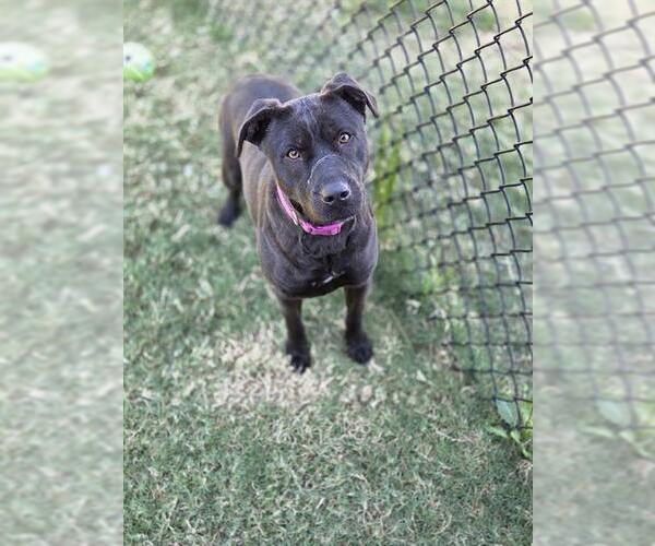 Medium Photo #2 American Pit Bull Terrier-Labrador Retriever Mix Puppy For Sale in Temple, TX, USA
