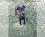 Small #1 American Pit Bull Terrier-Labrador Retriever Mix