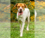 Small #1 American Bulldog-Great Pyrenees Mix