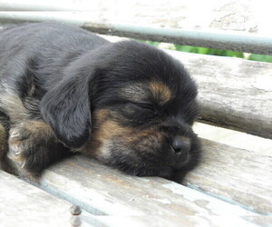 Bea-Tzu Puppy for sale in BUCKLIN, MO, USA