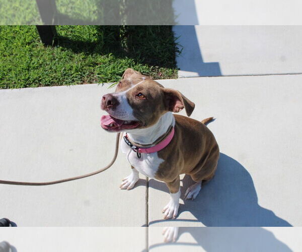 Medium Photo #3 Mutt Puppy For Sale in Chestertown, MD, USA