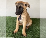 Small #1 Mutt