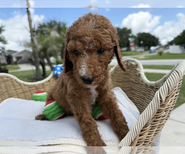Medium Photo #6 Goldendoodle Puppy For Sale in CLERMONT, FL, USA