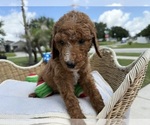 Small #5 Goldendoodle