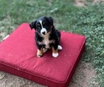 Small Photo #5 Miniature Australian Shepherd Puppy For Sale in MIDLAND, TX, USA