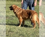 Small Photo #1 Golden Retriever Puppy For Sale in NEOLA, WV, USA