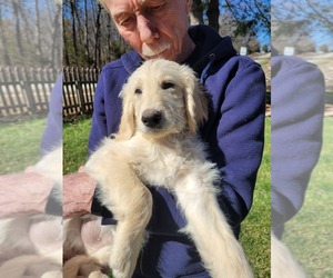 Goldendoodle Puppy for sale in NORWOOD, MO, USA