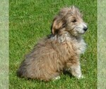 Small Photo #6 Sheltidoodle Puppy For Sale in SHIPPENSBURG, PA, USA