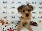 Small Photo #1 Yorkshire Terrier Puppy For Sale in TEMPLE CITY, CA, USA