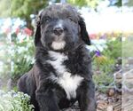 Small Photo #1 Bernedoodle Puppy For Sale in BROOKVILLE, OH, USA