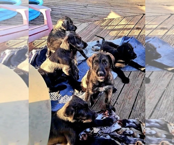 Medium Photo #20 Irish Wolfhound Puppy For Sale in MATHIS, TX, USA